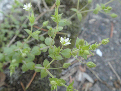 f:id:chuumeikun:20160507000712j:plain