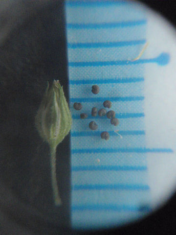 f:id:chuumeikun:20160507000733j:plain