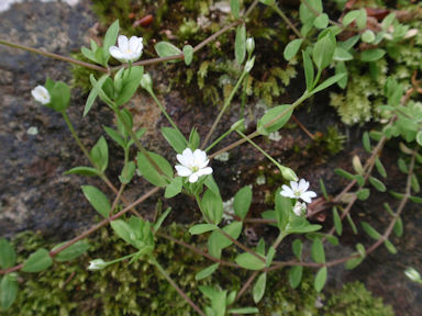 f:id:chuumeikun:20160507000837j:plain