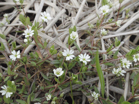 f:id:chuumeikun:20160507000900j:plain