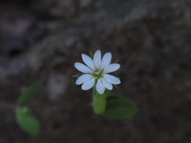 f:id:chuumeikun:20160507000925j:plain