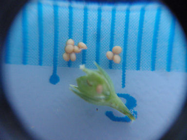 f:id:chuumeikun:20160507000940j:plain