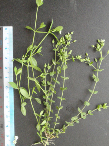 f:id:chuumeikun:20160507001114j:plain