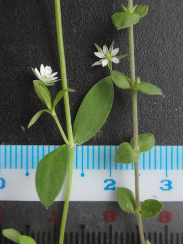 f:id:chuumeikun:20160507001222j:plain