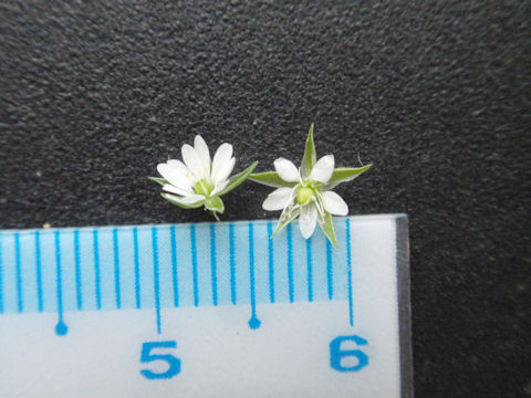 f:id:chuumeikun:20160507001248j:plain