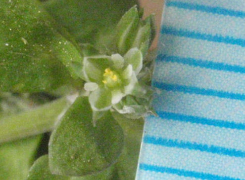 f:id:chuumeikun:20160507001641j:plain