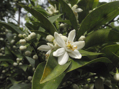 f:id:chuumeikun:20160507001831j:plain