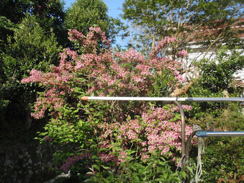 f:id:chuumeikun:20160507001955j:plain