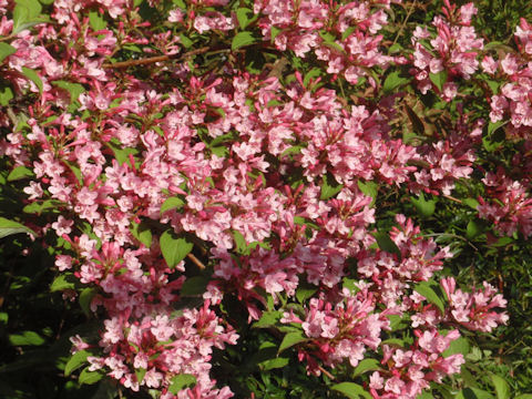 f:id:chuumeikun:20160507002020j:plain