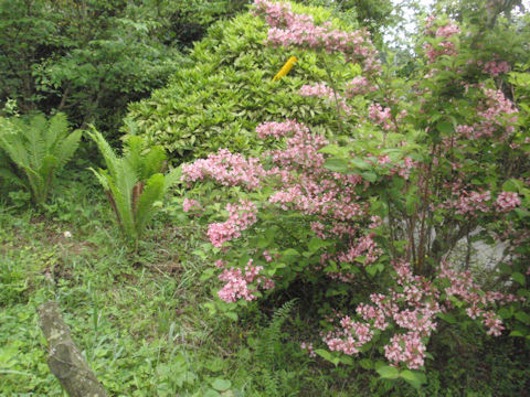 f:id:chuumeikun:20160507002355j:plain