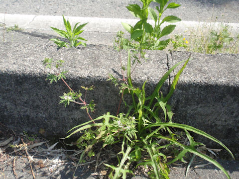 f:id:chuumeikun:20160507003205j:plain