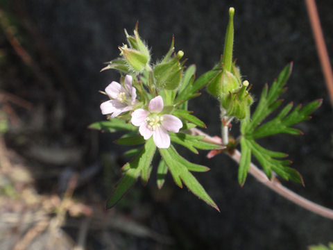 f:id:chuumeikun:20160507003224j:plain