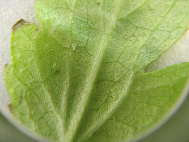 f:id:chuumeikun:20160508043537j:plain f:id:chuumeikun:20160508043537j:plain