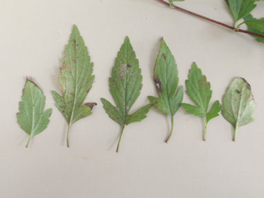 f:id:chuumeikun:20160508043616j:plain f:id:chuumeikun:20160508043616j:plain