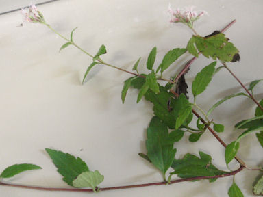 f:id:chuumeikun:20160508043736j:plain f:id:chuumeikun:20160508043736j:plain