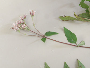 f:id:chuumeikun:20160508043756j:plain f:id:chuumeikun:20160508043756j:plain