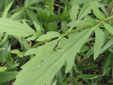 f:id:chuumeikun:20160508044023j:plain f:id:chuumeikun:20160508044023j:plain