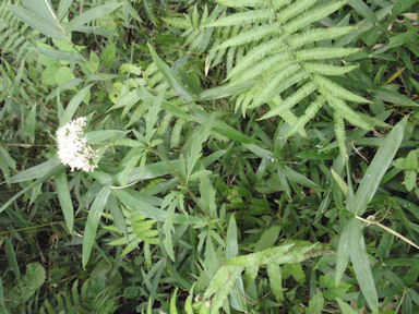 f:id:chuumeikun:20160508044126j:plain f:id:chuumeikun:20160508044126j:plain