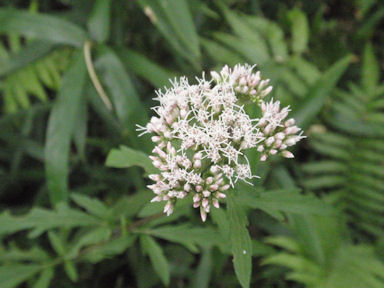 f:id:chuumeikun:20160508044141j:plain f:id:chuumeikun:20160508044141j:plain