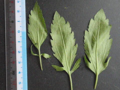 f:id:chuumeikun:20160508044421j:plain f:id:chuumeikun:20160508044421j:plain