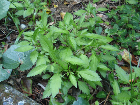 f:id:chuumeikun:20160508044453j:plain f:id:chuumeikun:20160508044453j:plain