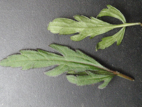 f:id:chuumeikun:20160508044906j:plain f:id:chuumeikun:20160508044906j:plain