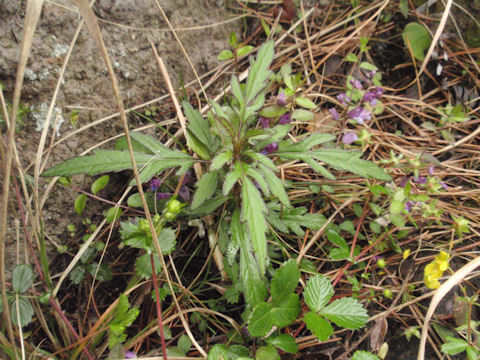 f:id:chuumeikun:20160508044930j:plain f:id:chuumeikun:20160508044930j:plain