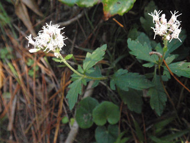 f:id:chuumeikun:20160508045236j:plain f:id:chuumeikun:20160508045236j:plain