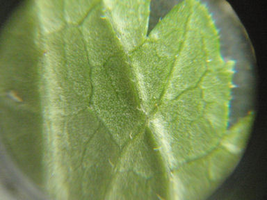 f:id:chuumeikun:20160508045403j:plain f:id:chuumeikun:20160508045403j:plain