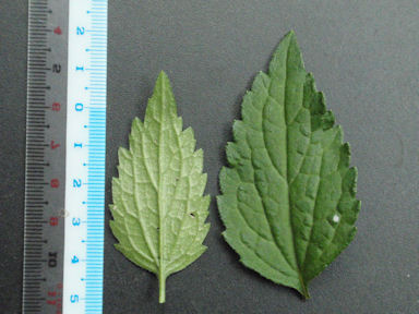 f:id:chuumeikun:20160508045615j:plain f:id:chuumeikun:20160508045615j:plain