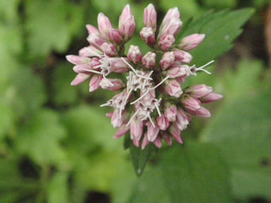 f:id:chuumeikun:20160508045823j:plain f:id:chuumeikun:20160508045823j:plain