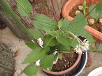 f:id:chuumeikun:20160508045957j:plain f:id:chuumeikun:20160508045957j:plain