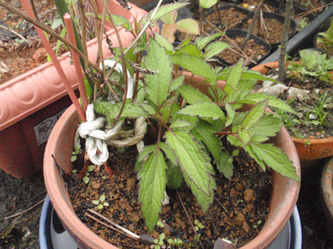 f:id:chuumeikun:20160508050123j:plain f:id:chuumeikun:20160508050123j:plain