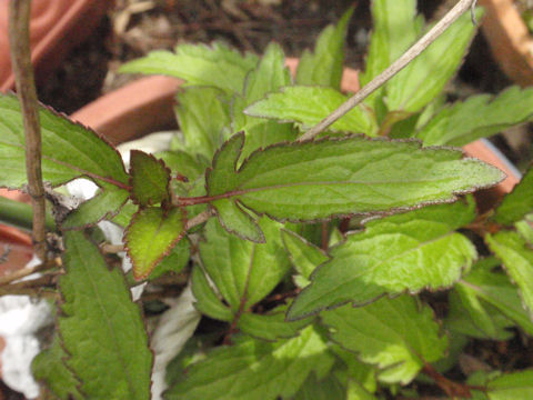 f:id:chuumeikun:20160508050153j:plain f:id:chuumeikun:20160508050153j:plain