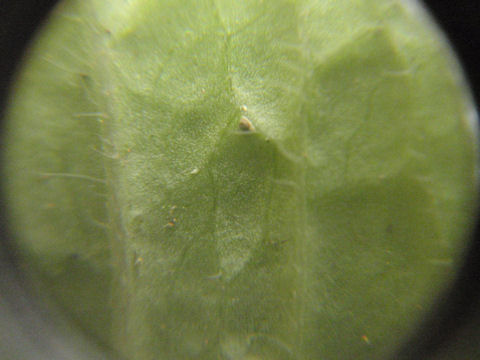 f:id:chuumeikun:20160508050325j:plain f:id:chuumeikun:20160508050325j:plain