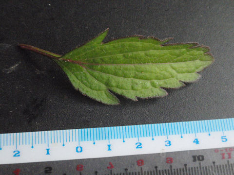 f:id:chuumeikun:20160508050437j:plain f:id:chuumeikun:20160508050437j:plain