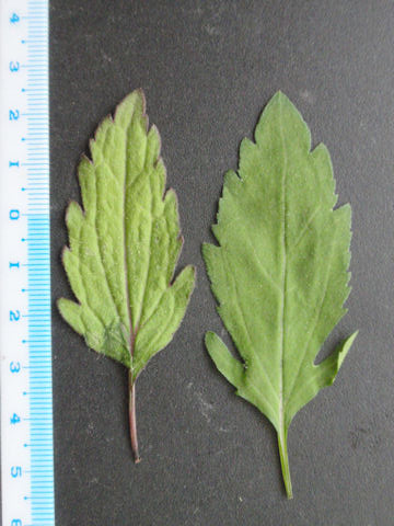 f:id:chuumeikun:20160508050714j:plain f:id:chuumeikun:20160508050714j:plain