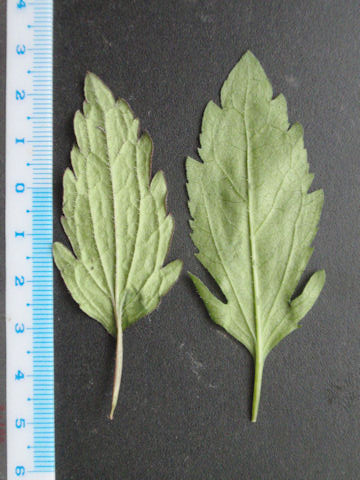 f:id:chuumeikun:20160508050835j:plain f:id:chuumeikun:20160508050835j:plain