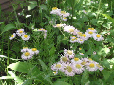 f:id:chuumeikun:20160509035938j:plain f:id:chuumeikun:20160509035938j:plain