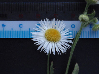 f:id:chuumeikun:20160509040117j:plain f:id:chuumeikun:20160509040117j:plain