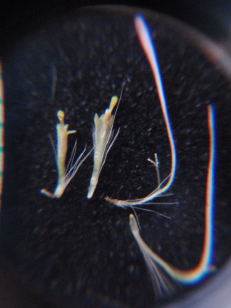 f:id:chuumeikun:20160509040219j:plain f:id:chuumeikun:20160509040219j:plain