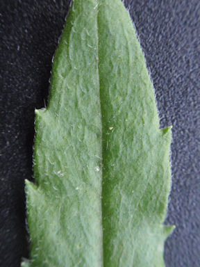 f:id:chuumeikun:20160509040443j:plain f:id:chuumeikun:20160509040443j:plain