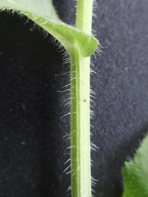 f:id:chuumeikun:20160509040515j:plain f:id:chuumeikun:20160509040515j:plain