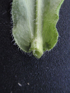 f:id:chuumeikun:20160509040550j:plain f:id:chuumeikun:20160509040550j:plain