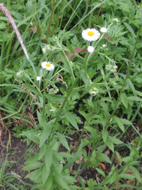 f:id:chuumeikun:20160509040734j:plain f:id:chuumeikun:20160509040734j:plain