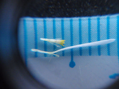 f:id:chuumeikun:20160509041025j:plain f:id:chuumeikun:20160509041025j:plain