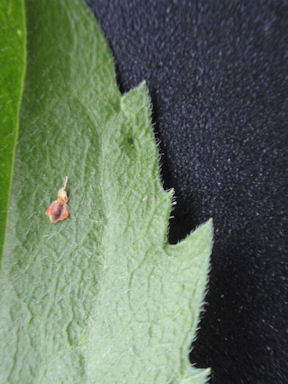 f:id:chuumeikun:20160509041109j:plain f:id:chuumeikun:20160509041109j:plain