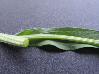 f:id:chuumeikun:20160509041308j:plain f:id:chuumeikun:20160509041308j:plain