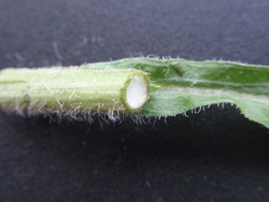 f:id:chuumeikun:20160509041327j:plain f:id:chuumeikun:20160509041327j:plain