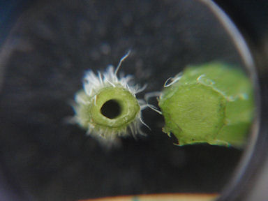 f:id:chuumeikun:20160509041601j:plain f:id:chuumeikun:20160509041601j:plain